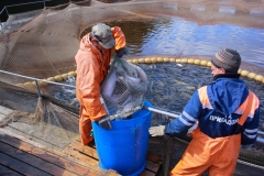 Передержка рыбы в садках