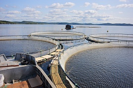 садки +для разведения рыбы