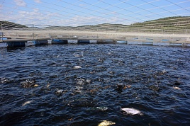 садок для разведения рыбы